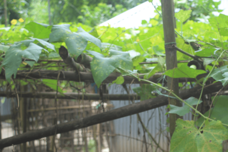 Kurigram, Bangladesh: Shabana received training on eco-friendly and climate adaptive agriculture. The training opportunity was created and facilitated by the REECALL 2021 project. Photo: Munir Hossain/Oxfam.