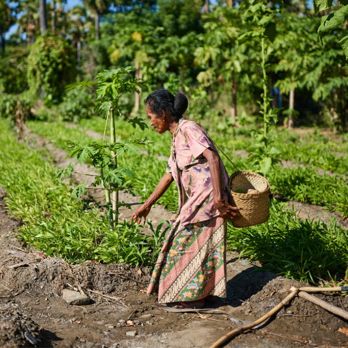 Likisa, Timor-Leste: Natersia in front of her vegetable patch of kankung that she grows through Oxfam local partner KSI. Since joining ROMANSA, she has saved enough money for and purchased a corn grinder, as well as shoes for her grandkids. Photo: Patrick Moran/Oxfam. Oxfam acknowledges the support of the Australian Government through the Australian NGO Cooperation Program (ANCP).